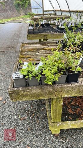 7 MIXED ABELIA SHRUBS