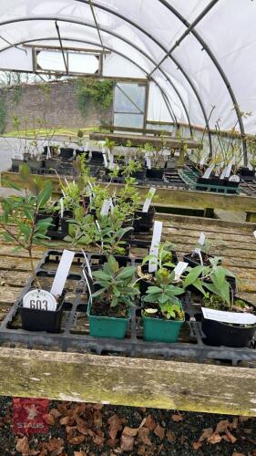 10 MIXED SHRUBS