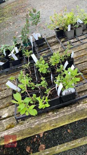 14 WEIGELA FLORIDA BLACK & WHITE