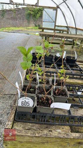8 VIBURNUM DENTATUM 'BLUE MUFFIN'