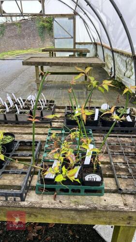 5 LEYEESTERIA FORMOSA 'GOLDEN LANTERNS'