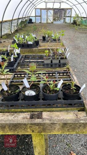4 HYDRAGEA 'LOU YOU KISS'