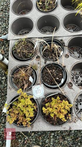 6 MIXED PLANTS