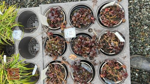 9 AJUGA 'BLACK SCOLLOP PLANTS'