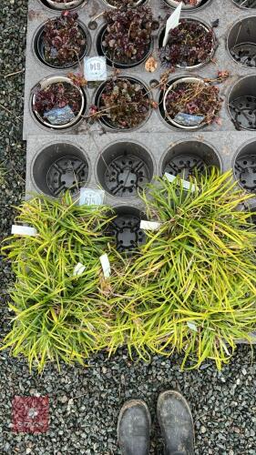 5 OPHIOPOGON PLANISCAPUS