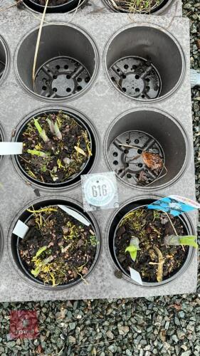 3 HOSTA SIEBOLDIANA PLANTS