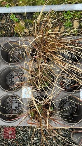 3 STIPA ARUNDINACEA GRASSES