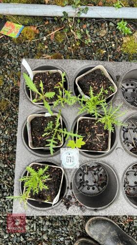 5 'TREVORS BLUE WONDER' PLANTS