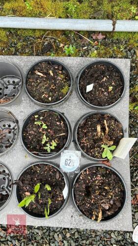 6 MIXED SEDUMS & HOSTAS