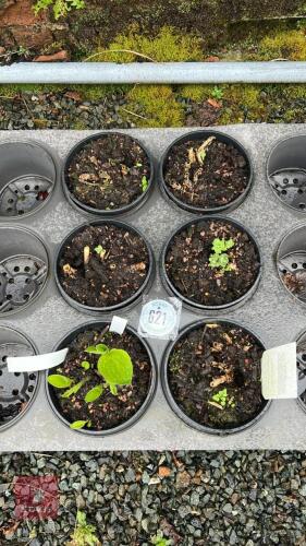 6 MIXED SEDUMS & HOSTAS