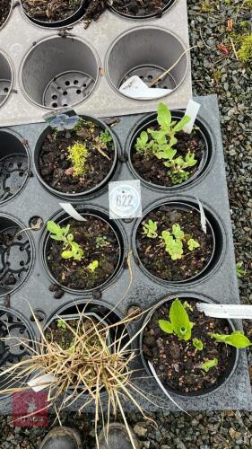 6 MIXED PLANTS