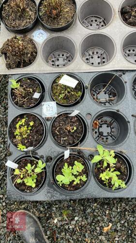7 MIXED PLANTS