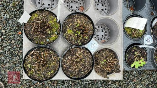 5 ASTER ERICOIDES PLANTS