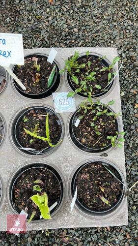 6 MIXED HOSTAS & PLANTS