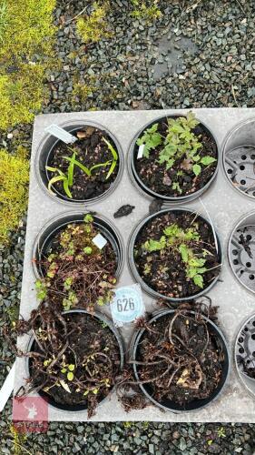 6 MIXED PLANTS