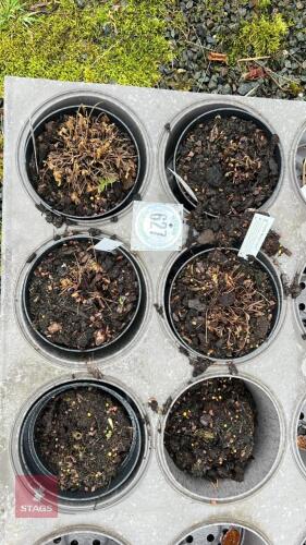 4 POTENTILLA 'MANARCH'S VELVET'