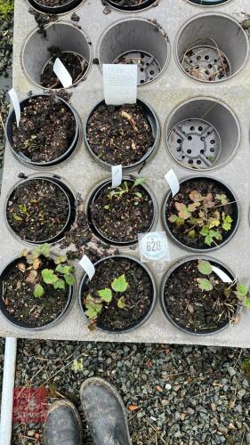 8 MIXED PLANTS