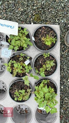 6 JAPANESE ANEMONE PLANTS