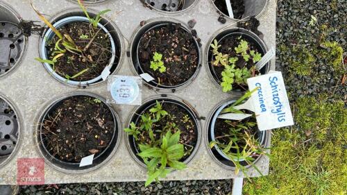6 MIXED PLANTS