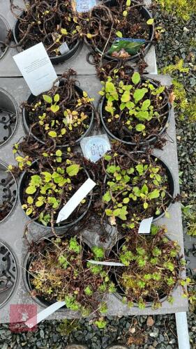 6 MIXED PLANTS