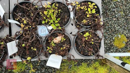 6 SYMPHYTUM IBERICUM PLANTS