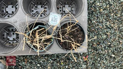 2 PANICUM VIRGATUM 'SQUAW' PLANTS