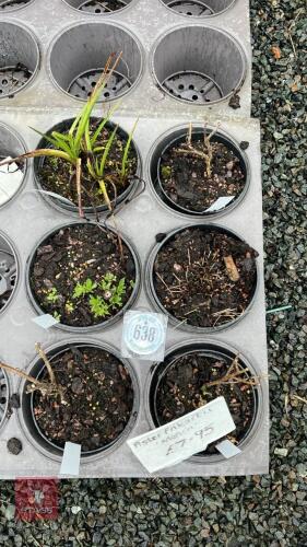 6 MIXED PLANTS