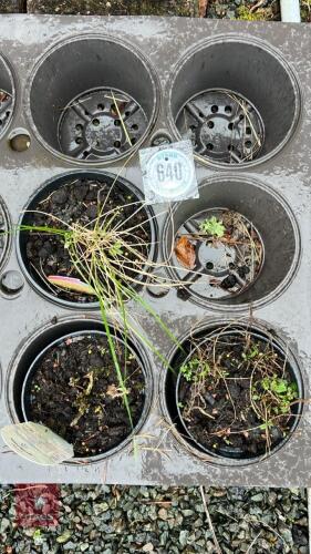 3 MIXED PLANTS
