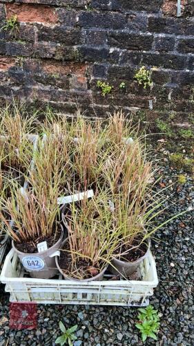 12 MISCANTHUS 'GNOME' GRASSES