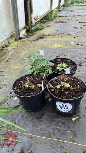 4 MIXED PLANTS