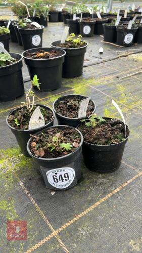 4 MIXED PLANTS