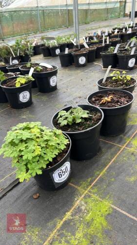4 MIXED PLANTS