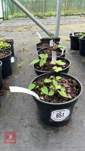 5 MIXED PLANTS