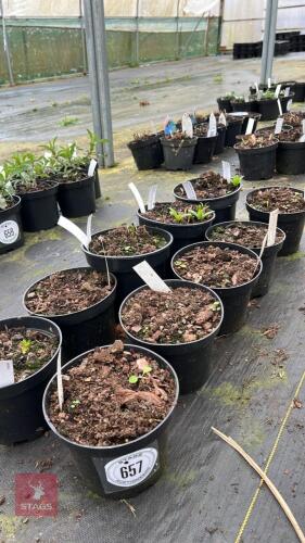 10 MIXED PLANTS