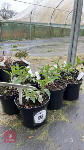 7 VERBENA BONARIENSIS PERENNIALS