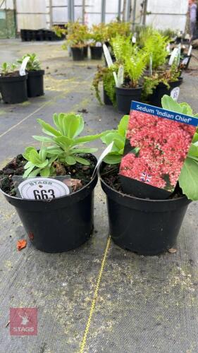 2 SEDUM INDIAN CHIEF