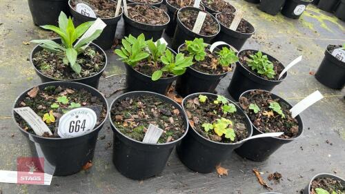 8 MIXED PLANTS