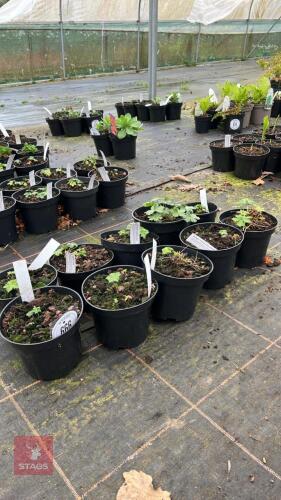 10 MIXED PLANTS