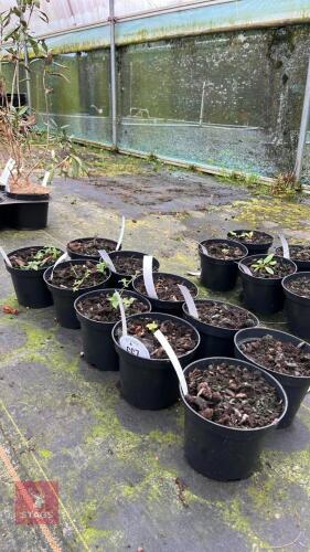 10 MIXED PLANTS