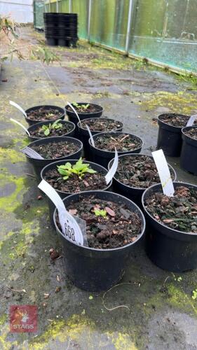 10 MIXED PLANTS