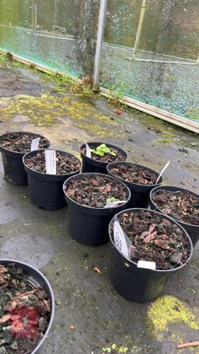 7 MIXED PLANTS