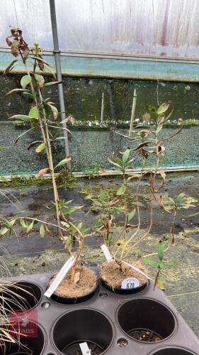 2 CARPENTERIA CALIFORNICA