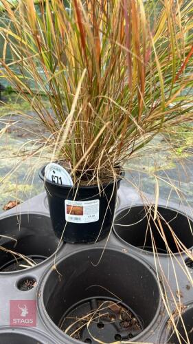 1 PHEASANT GRASS