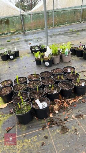 19 MIXED CONVALLARIA PLANTS