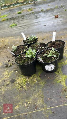 6 RUDBECKIA FULGIDA DEAMII