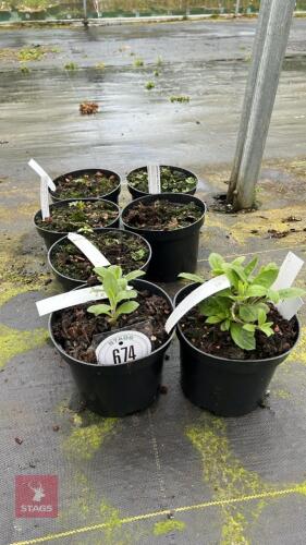 7 MIXED PLANTS