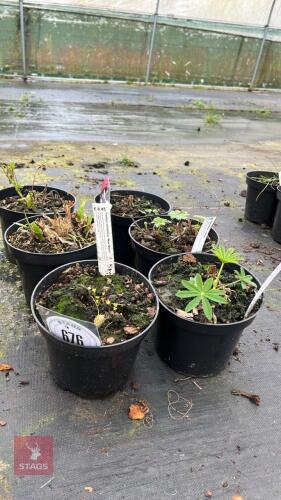 6 MIXED PLANTS