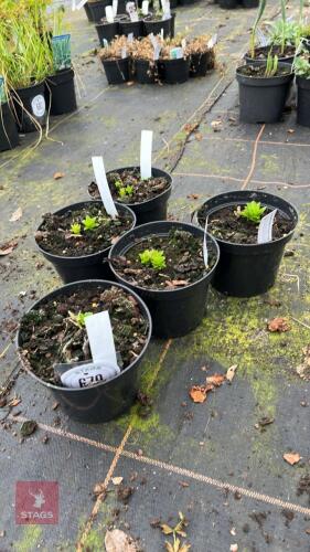 5 CAMPANULA LACTIFLORA