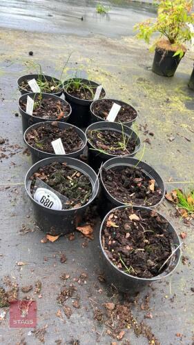 9 ALLIUM AZEREUM PLANTS