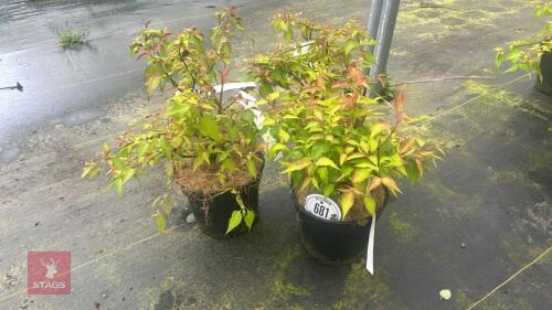 3 LYCESTERIA FORMOSA GOLDEN LANTERNS